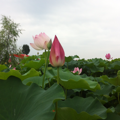@简单的幸福@