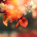 晚夏听茶