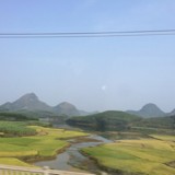 转运竹