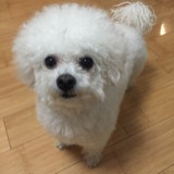 秀爸