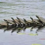 跑在树上的小乌龟