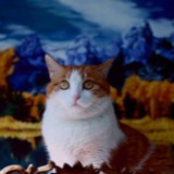 猫猫豆丁