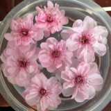 瓶子里的大脸猫