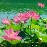 莲花七月