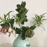 清秋6