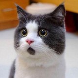 洺陽人