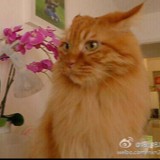 云峰远抱