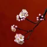 云淡风轻8888888
