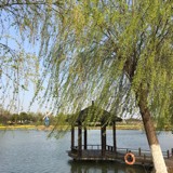 醉美巢湖我的家香