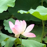 玲珑49