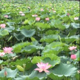 钟炳新